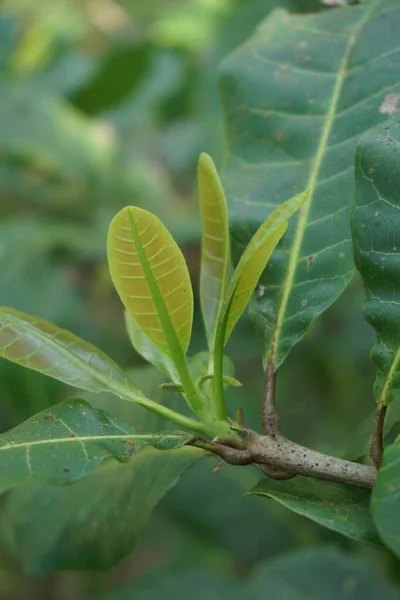 Doğal Arka Planı Olan Kaju Ağacı Anacardium Occidentale Ceviz Ağacı — Stok fotoğraf