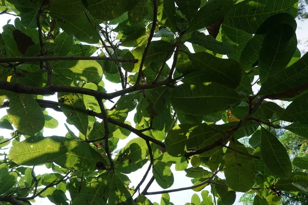 Doğal Arka Planı Olan Kaju Ağacı Anacardium Occidentale Ceviz Ağacı — Stok fotoğraf