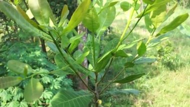 Doğal arka planı olan kaju ağacı (Anacardium occidentale). Ceviz ağacı (