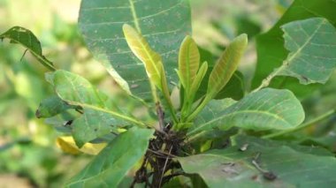Doğal arka planı olan kaju ağacı (Anacardium occidentale). Ceviz ağacı (