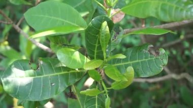Doğal arka planı olan kaju ağacı (Anacardium occidentale). Ceviz ağacı (