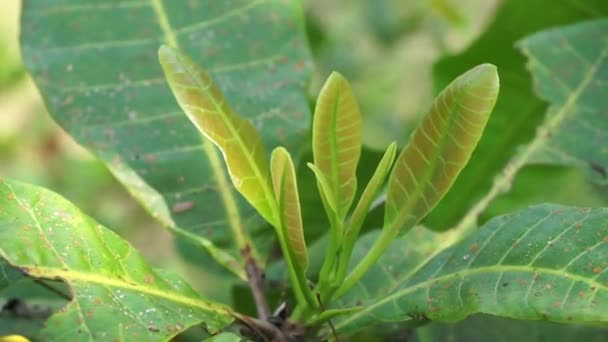 Cajou Anacardium Occidentale Avec Fond Naturel Noix Cajou Anacardium Occidentale — Video