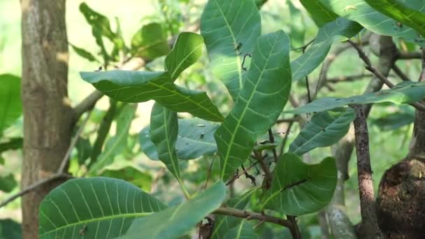 具有自然背景的腰果树 Anacardium Occidentale 腰果树 Anacardium Occidentale 是一种生产腰果种子和腰果的热带常绿树 — 图库视频影像