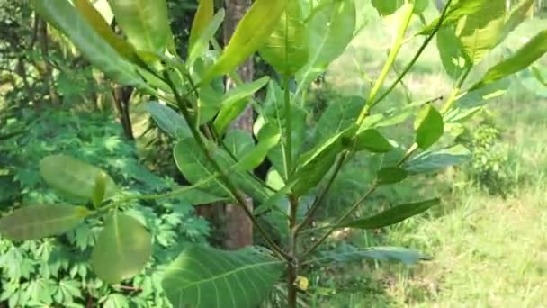 Cajou Anacardium Occidentale Avec Fond Naturel Noix Cajou Anacardium Occidentale — Video