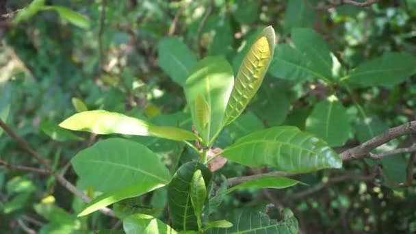 Drzewo Nerkowca Anacardium Occidentale Naturalnego Tła Nerkowca Anacardium Occidentale Jest — Wideo stockowe