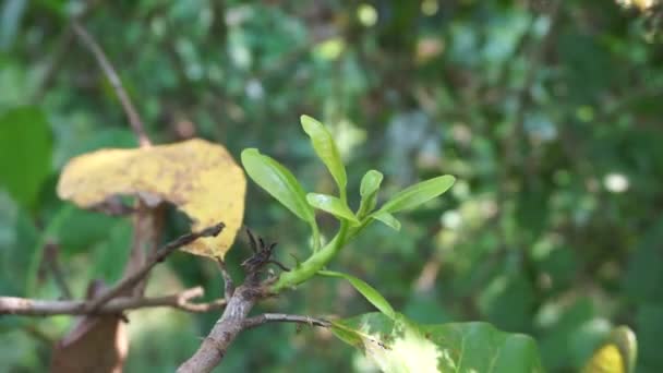 Der Cashewbaum Anacardium Occidentale Mit Natürlichem Hintergrund Cashewbaum Anacardium Occidentale — Stockvideo