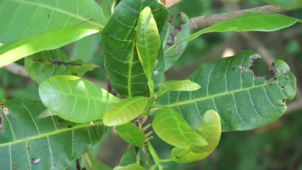 Anacardo Anacardium Occidentale Con Fondo Natural Árbol Anacardo Anacardium Occidentale — Vídeo de stock