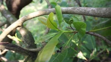 Doğal arka planı olan kaju ağacı (Anacardium occidentale). Ceviz ağacı (