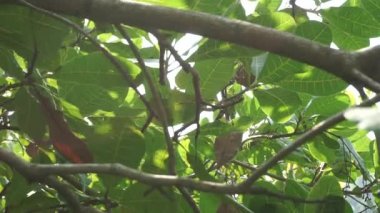 Doğal arka planı olan kaju ağacı (Anacardium occidentale). Ceviz ağacı (