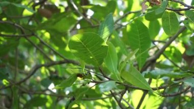 Doğal arka planı olan kaju ağacı (Anacardium occidentale). Ceviz ağacı (
