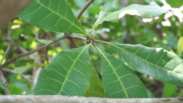 Anacardium Occidentale 자연적 배경을 가지고 Anacardium Occidentale 사과를 생산하는 상록수이다 — 비디오