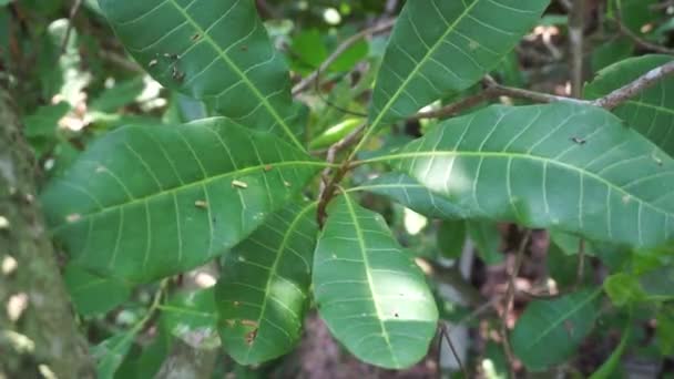 Anacardo Anacardium Occidentale Con Fondo Natural Árbol Anacardo Anacardium Occidentale — Vídeo de stock