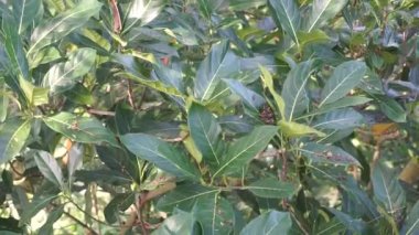 Yeşil Jack meyvesi yaprakları doğal arkaplanlı. Jack meyvesi (ayrıca Jack ağacı, Artocarpus heterophyllus, nangka olarak da bilinir) incir, dut ve ekmek meyvesi (Moraceae) familyasından bir ağaç türüdür.).