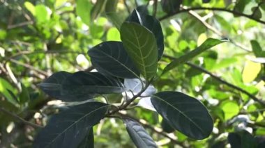 Yeşil Jack meyvesi yaprakları doğal arkaplanlı. Jack meyvesi (ayrıca Jack ağacı, Artocarpus heterophyllus, nangka olarak da bilinir) incir, dut ve ekmek meyvesi (Moraceae) familyasından bir ağaç türüdür.).