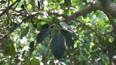 Yeşil Jack meyvesi yaprakları doğal arkaplanlı. Jack meyvesi (ayrıca Jack ağacı, Artocarpus heterophyllus, nangka olarak da bilinir) incir, dut ve ekmek meyvesi (Moraceae) familyasından bir ağaç türüdür.).