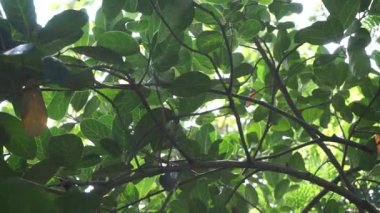 Yeşil Jack meyvesi yaprakları doğal arkaplanlı. Jack meyvesi (ayrıca Jack ağacı, Artocarpus heterophyllus, nangka olarak da bilinir) incir, dut ve ekmek meyvesi (Moraceae) familyasından bir ağaç türüdür.).