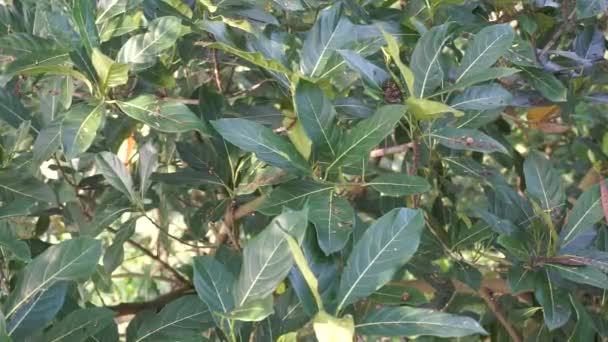 緑のジャックフルーツは自然な背景で葉します ジャック フルーツ ジャック ツリー アルトカルプス ヘテロフィルス ナンカ イチジク ブレッドフルーツ科の木の一種である — ストック動画