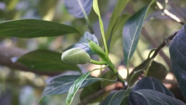 Grüne Heckenfruchtblätter Mit Natürlichem Hintergrund Artocarpus Heterophyllus Ist Eine Baumart — Stockvideo