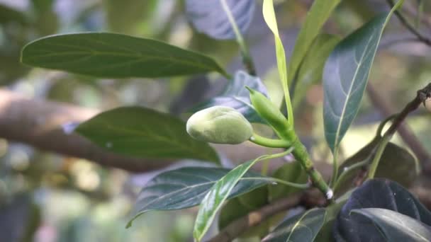 Feuilles Fruits Jack Vert Avec Fond Naturel Artocarpus Heterophyllus Artocarpus — Video