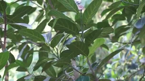 Hojas Fruta Verde Jack Con Fondo Natural Artocarpus Heterophyllus Una — Vídeo de stock