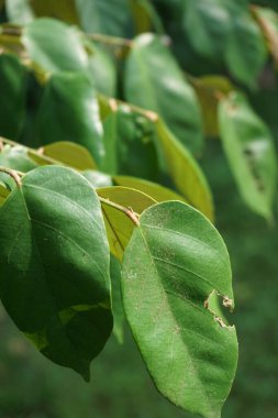 Pterospermum javanicum doğal bir geçmişi olan yapraklar. Endonezyalılar buna wadang der.