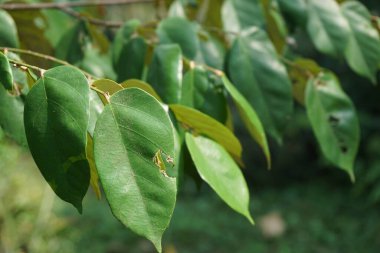 Pterospermum javanicum doğal bir geçmişi olan yapraklar. Endonezyalılar buna wadang der.