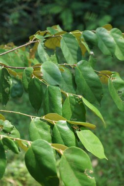 Pterospermum javanicum doğal bir geçmişi olan yapraklar. Endonezyalılar buna wadang der.