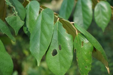 Pterospermum javanicum doğal bir geçmişi olan yapraklar. Endonezyalılar buna wadang der.