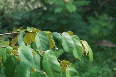 Pterospermum javanicum doğal bir geçmişi olan yapraklar. Endonezyalılar buna wadang der.