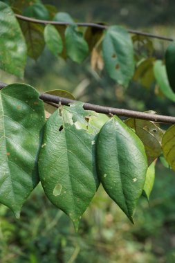 Pterospermum javanicum doğal bir geçmişi olan yapraklar. Endonezyalılar buna wadang der.