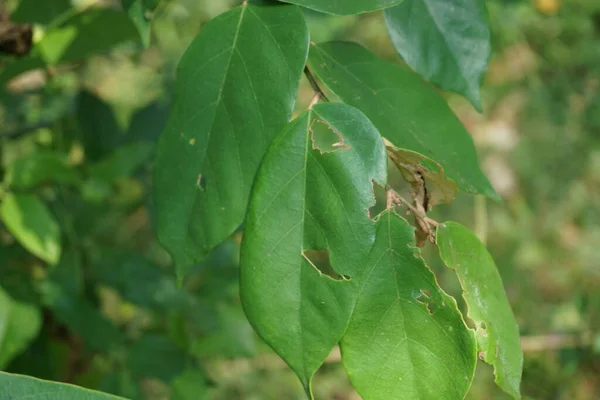 Pterospermum Javanicum Listy Přirozeným Pozadím Indonésie Tomu Říká Wadang — Stock fotografie