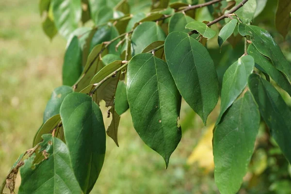 Pterospermum Javanicum Blätter Mit Natürlichem Hintergrund Indonesier Nennen Wadang — Stockfoto