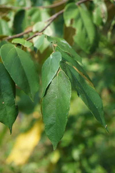 Pterospermum Javanicum Blätter Mit Natürlichem Hintergrund Indonesier Nennen Wadang — Stockfoto