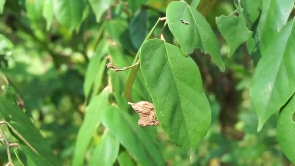 Pterospermum Javanicum Blad Med Naturlig Bakgrund Indonesiska Kallar Det Wadang — Stockvideo