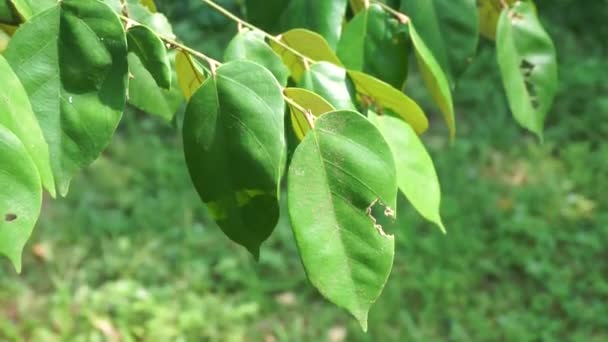Pterospermum Javanicum Folhas Com Fundo Natural Indonésio Chama Lhe Wadang — Vídeo de Stock