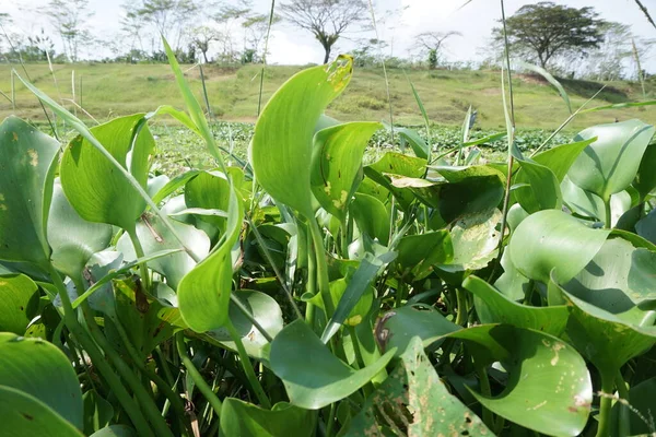 Doğal bir geçmişi olan Eichhornia crassipes. Endonezyalılar buna 