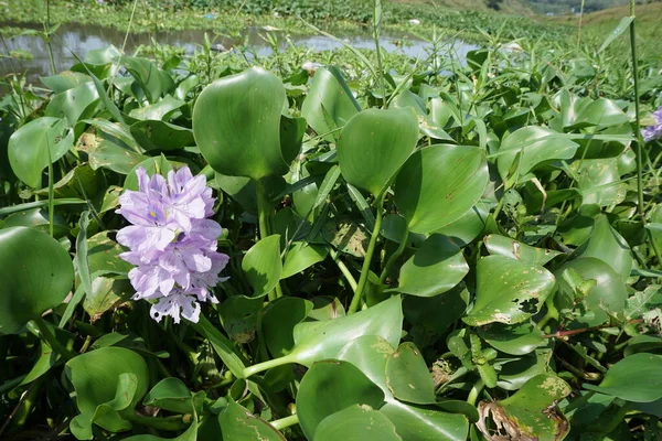 有自然背景的紫锥菊 印尼人称之为Enceng Gondok — 图库照片