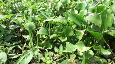 Doğal bir geçmişi olan Eichhornia crassipes. Endonezyalılar buna 