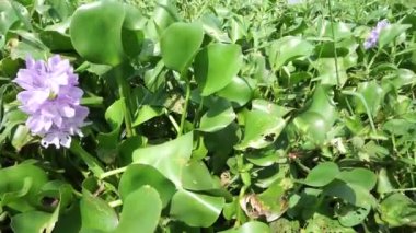 Doğal bir geçmişi olan Eichhornia crassipes. Endonezyalılar buna 