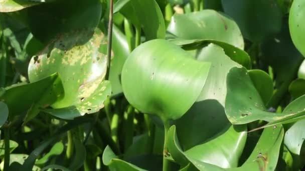 Eichhornia Crassipes Con Fondo Natural Indonesio Llaman Enceng Gondok — Vídeo de stock