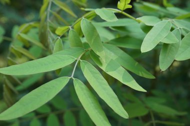 Senna siamea (ayrıca Siyam kaş ağacı, kasoz ağacı, cassia ağacı olarak da bilinir) doğal bir arka plana sahiptir.