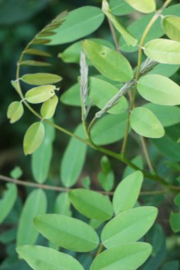 Senna siamea (ayrıca Siyam kaş ağacı, kasoz ağacı, cassia ağacı olarak da bilinir) doğal bir arka plana sahiptir.