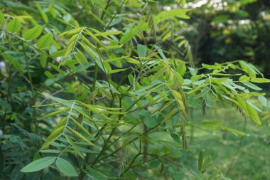 Senna siamea (ayrıca Siyam kaş ağacı, kasoz ağacı, cassia ağacı olarak da bilinir) doğal bir arka plana sahiptir.
