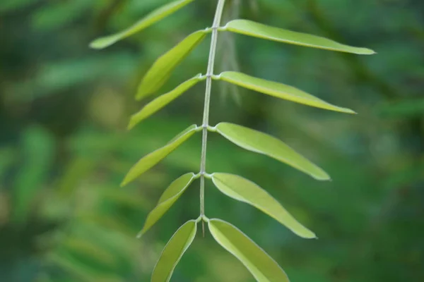 Senna Siamea Även Känd Som Siamese Cassia Kassod Träd Kassod — Stockfoto