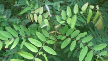 Senna siamea (ayrıca Siyam kaş ağacı, kasoz ağacı, cassia ağacı olarak da bilinir) doğal bir arka plana sahiptir.