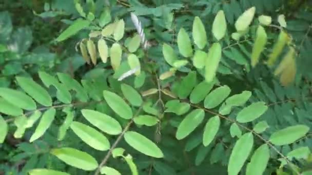 Senna Siamea Également Connu Sous Nom Cassia Siamois Kassod Tree — Video