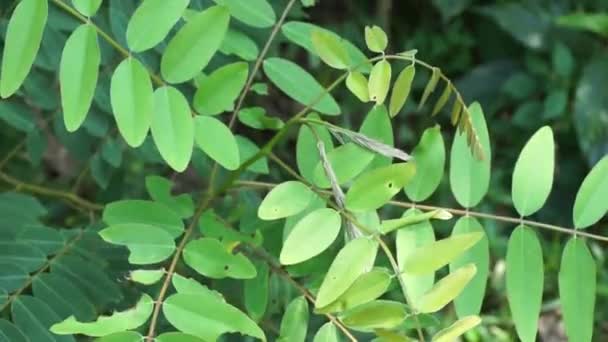 Senna Siamea Also Known Siamese Cassia Kassod Tree Cassod Tree — Stock Video