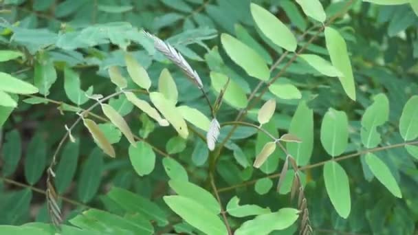 Senna Siamea Également Connu Sous Nom Cassia Siamois Kassod Tree — Video