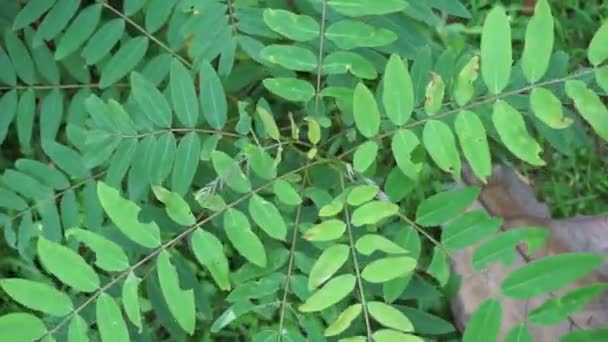 Senna Siamea Ayrıca Siyam Kaş Ağacı Kasoz Ağacı Cassia Ağacı — Stok video