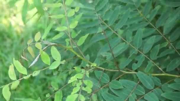 Senna Siamea Également Connu Sous Nom Cassia Siamois Kassod Tree — Video